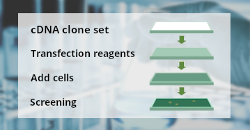 Create your own clone set with OriGene large collection of cDNA clones. Screen hundreds of high quality clones at the same time with a low price.